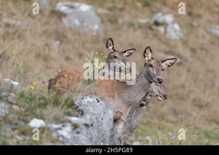 All on alert, ritratto di cervi femmine in montagna (Cervus elaphus) Foto Stock