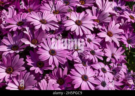 Boscaglia di daisie africane, Osteospermum, al sole Foto Stock