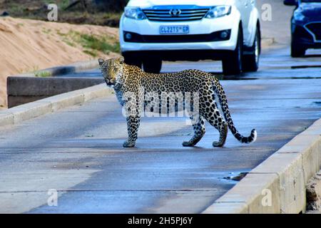 Leopardo sul ponte del fiume sabie Foto Stock