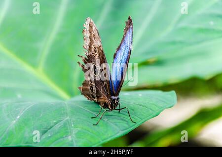 Bella farfalla Morpho Peleides (Morpho blu) sulle foglie verdi Foto Stock