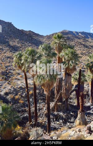 Grove of Desert Fan Palm (Washingtonia Fillifera) in un'oasi vicino Palm Desert, California Foto Stock