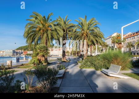 Split Riva Promenade, palme in riva Riva al mattino, Spalato, Dalmazia, Croazia Foto Stock