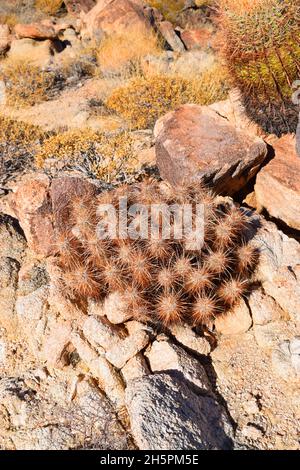 Groppa di cactus nel deserto vicino a Palm Desert, California Foto Stock