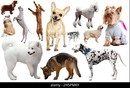 razza di cane isolato Foto Stock