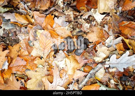 Poo di cinghiale nella foresta, Tegel, Berlino, Germania Foto Stock