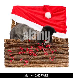 Due adorabili, un grigio e un nero uno gattini in cesto di vimini con enorme Santa cappello e agrifoglio ramo di bacche, giocando con la decorazione di Natale. È Foto Stock