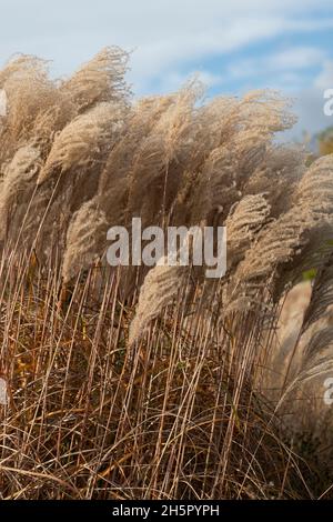 Miscanthus sinensis 'mepartus'. Erba d'argento cinese in autunno Foto Stock