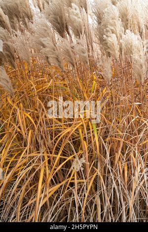 Miscanthus sinensis 'mepartus'. Erba d'argento cinese in autunno Foto Stock