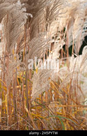 Miscanthus sinensis 'mepartus'. Erba d'argento cinese in autunno Foto Stock