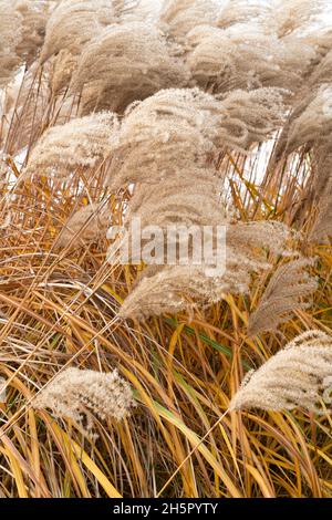 Miscanthus sinensis 'mepartus'. Erba d'argento cinese in autunno Foto Stock