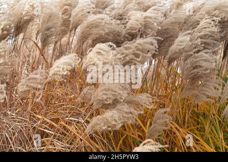 Miscanthus sinensis 'mepartus'. Erba d'argento cinese in autunno Foto Stock