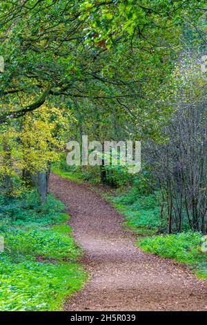 sentiero pubblico attraverso il bosco verde, sentiero forestale, bosco a piedi, viale alberato attraverso i boschi, sentiero forestale, sentiero in boschi Foto Stock