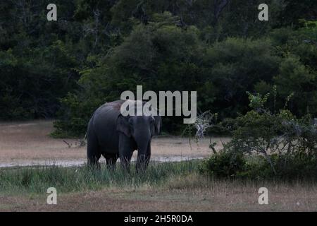 Elefanti selvatici nel Parco Nazionale di Kumana, Sri Lanka Foto Stock