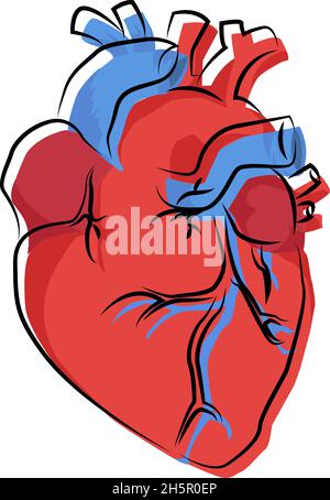 illustrazione di un organo cardiaco umano con contorno offset, vettore Illustrazione Vettoriale