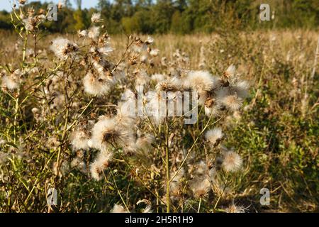 testa semente a istola. Bianchi e soffici semi di cardo. Fiori selvatici nel campo. Foto Stock