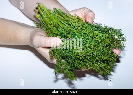 Mazzo fresco di aneto verde tenuto nelle mani delle donne, sfondo bianco, concetto di coltivazione biologica e alimentazione sana, Foto Stock