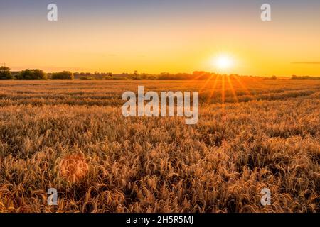 Tramonto o alba in un campo agricolo con orecchie di giovane segale dorata in una giornata di sole. Paesaggio rurale. Foto Stock