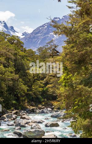 Parco Nazionale di Fiordland. Fiume tempestoso tra la foresta. South Island, Nuova Zelanda Foto Stock