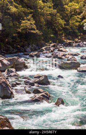 Parco Nazionale di Fiordland. Fiume tempestoso turchese tra la foresta verde. South Island, Nuova Zelanda Foto Stock