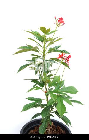 Jatropha integerrima pianta isolata su sfondo bianco Foto Stock