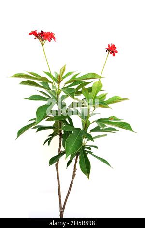 Jatropha integerrima pianta isolata su sfondo bianco Foto Stock