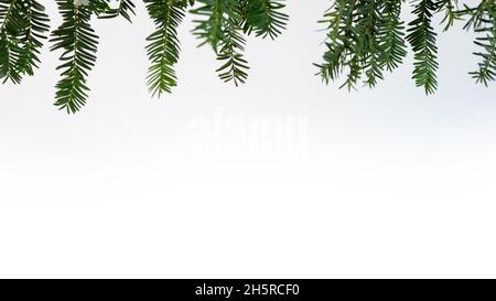 Cornice di ramo di pino verde isolato su sfondo bianco e spazio per il testo. Vista dall'alto di rami di abete natalizio e coni per decorazione banner an Foto Stock