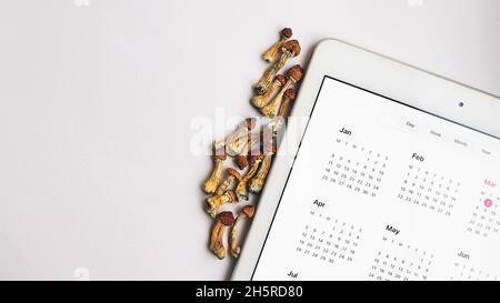 Pianificatore di microdosaggio. Funghi psilocibin secchi Maestro d'oro con calendario digitale su sfondo bianco. Psilocybe Cubensis psichedelico funghi. Io Foto Stock