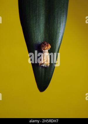 Fungo psilocibin su sfondo senape. Luce magica drammatica, coscienza cosmica. Dried Psilocybe Cubensis Golden Teacher su una foglia verde, macro Foto Stock