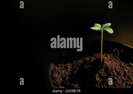 La cannabis germogliava da vicino isolato in background. Giovane marijuana fresca. La canapa del bambino con le foglie piccole cresce in terra di cocco, la disposizione piatta. Microfono Foto Stock