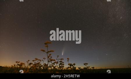 Bielorussia. 18 luglio 2020. Comet Neowise C2020F3 in notte Starry Sky sopra fioritura di grano saraceno campo agricolo. 4K Timelapse. Esposizione con stelle lunghe Foto Stock