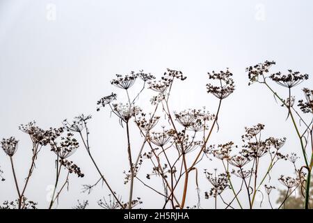 Teste di fiori morti di piante ornamentali di finocchio, Foeniculum vulgare, lasciate nel giardino per interesse strutturale durante l'autunno. Foto Stock