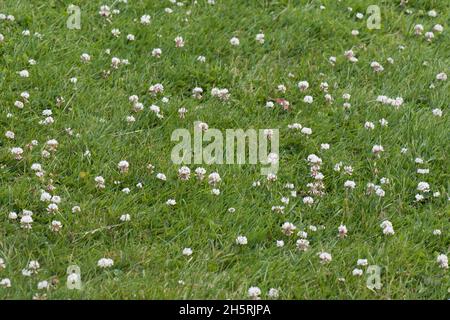 Trifoglio bianco fiorito (Trifolium repens) con la capacità di fissare azoto gassoso e fuori-competere erbacce in breve prateria, Berkshire, luglio Foto Stock