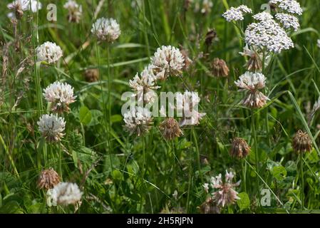 Trifoglio bianco fiorito (Trifolium repens) con la capacità di fissare azoto gassoso e fuori-competere erbacce in breve prateria, Berkshire, luglio Foto Stock