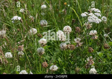 Trifoglio bianco fiorito (Trifolium repens) con la capacità di fissare azoto gassoso e fuori-competere erbacce in breve prateria, Berkshire, luglio Foto Stock