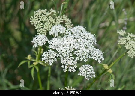 Aggressivo giardino strisciante piangere sambuco (Egopodium podagraria) umbelds di fiori bianchi su pianta perenne, Berkshire, giugno Foto Stock