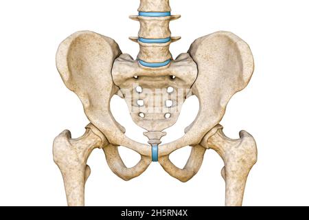 Vista anteriore o anteriore di pelvi maschile umano, sacro, colonna lombare e ossa femorali isolate su sfondo bianco illustrazione di rendering 3D. Anatomo bianco Foto Stock