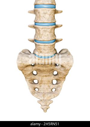 Vista anteriore o anteriore del sacro umano e delle vertebre lombari isolate su sfondo bianco illustrazione di rendering 3D. Grafico anatomico vuoto. Anatomia, m Foto Stock