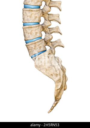 Vista laterale o laterale del sacro umano e delle vertebre lombari isolate su sfondo bianco illustrazione di rendering 3D. Grafico anatomico vuoto. Anatomia, farmaco Foto Stock