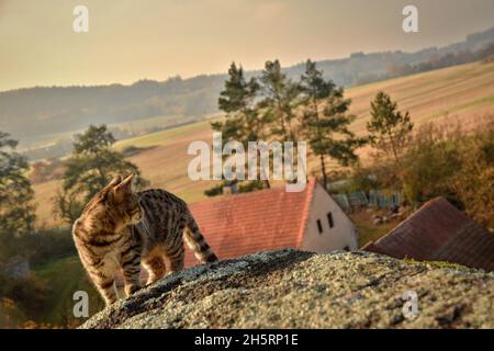Un curioso gattino tabby guardando una fattoria da una collina vicina. Foto Stock