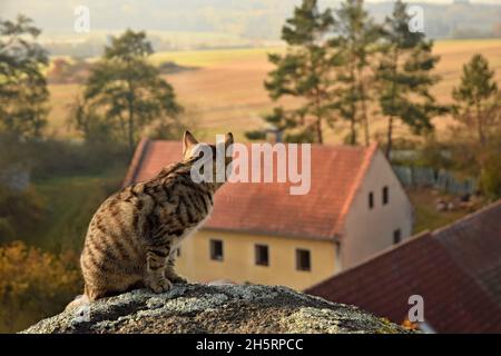 Un curioso gattino tabby guardando una fattoria da una collina vicina. Foto Stock