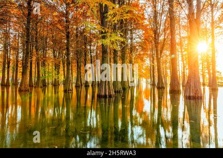 Bellissimo paesaggio forestale colorato in autunno. Foto Stock