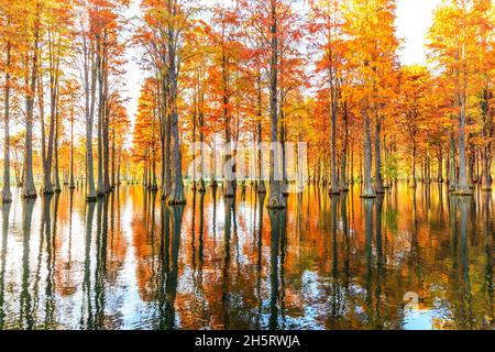 Bellissimo paesaggio forestale colorato in autunno. Foto Stock