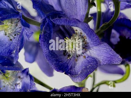 Monkshood, Aconitum Carmichaelii‚ Arendsii. Giardino botanico, KIT, Karlsruhe, Germania, Europa Foto Stock