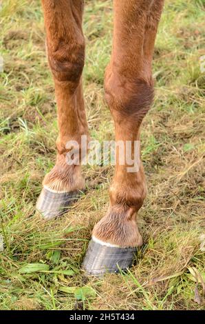 Zoccoli e zoccoli frontali di un cavallo warmblood westfaliano marrone (Equus ferus caballus) su un pascolo nella campagna in Germania, Europa Foto Stock