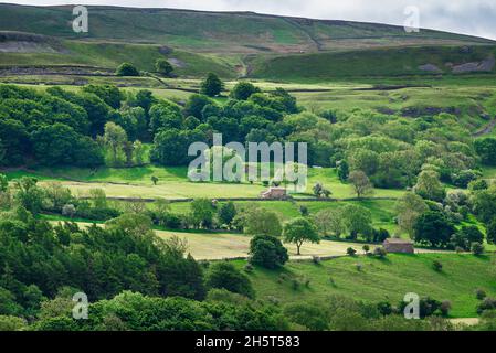 Wensleydale Yorkshire, vista di un tradizionale terreno agricolo collinare a Wensleydale, Yorkshire Dales National Park, North Yorkshire, Inghilterra, Regno Unito Foto Stock