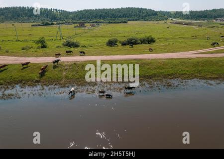 Vista aerea del pascolo di mucche su campo pascolo, vista dall'alto drone pov , in campo erba queste mucche sono solitamente utilizzate per la produzione di latte. Foto Stock