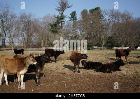 Mucche pascolo durante l'inverno su un campo erboso appartenente ad una piccola azienda agricola biologica a conduzione familiare nel New Jersey. Foto Stock