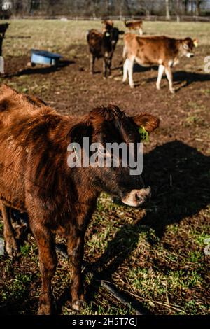 Mucche pascolo durante l'inverno su un campo erboso appartenente ad una piccola azienda agricola biologica a conduzione familiare nel New Jersey. Foto Stock