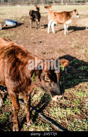 Mucche pascolo durante l'inverno su un campo erboso appartenente ad una piccola azienda agricola biologica a conduzione familiare nel New Jersey. Foto Stock