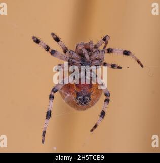 ARANEUS QUADRATUS il quattro-spot tessitore di orb Foto Stock